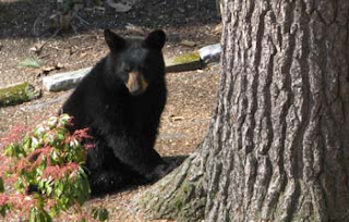 Bear cub waiting for Mama