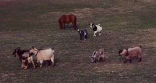 pony and pygmy goats