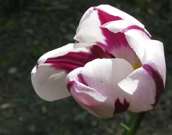 white and magenta tulip