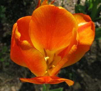 interior orange tulip