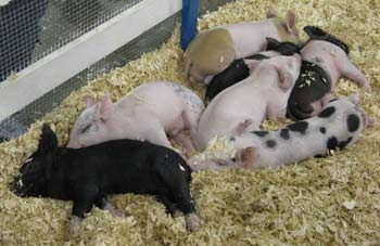 sleeping piglets WS