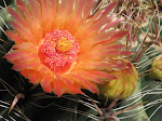Tucson Blooms
