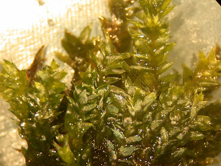 Bryophytes of Central and Northern Europe: Plagiothecium succulentum