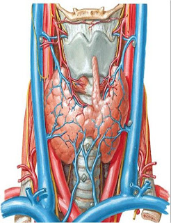 ENT for medical students: TRACHEA - Anatomy