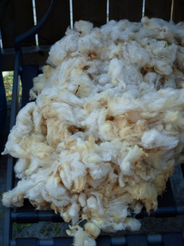 By Hook and Thread sheep fleece