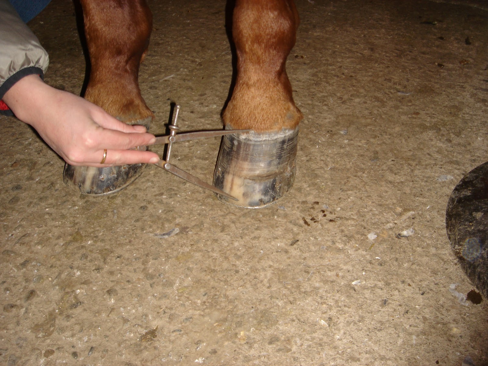 Ian Zoerb 3 Tools Your Farrier Should be Using Part 1Caliper
