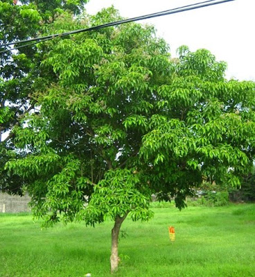 molave tree ipil tugas trees english miracle unique other
