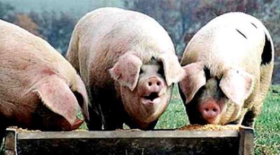 [Dems+at+the+trough.jpg]