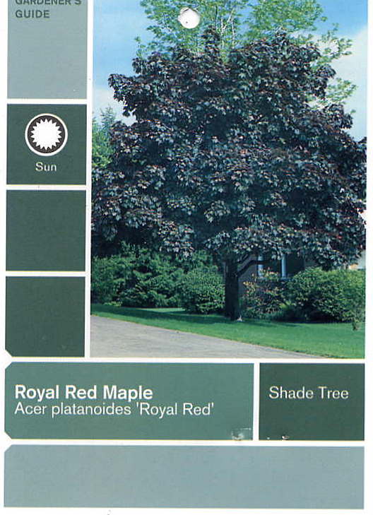 [Royal+Red+Maple+(front).jpg]