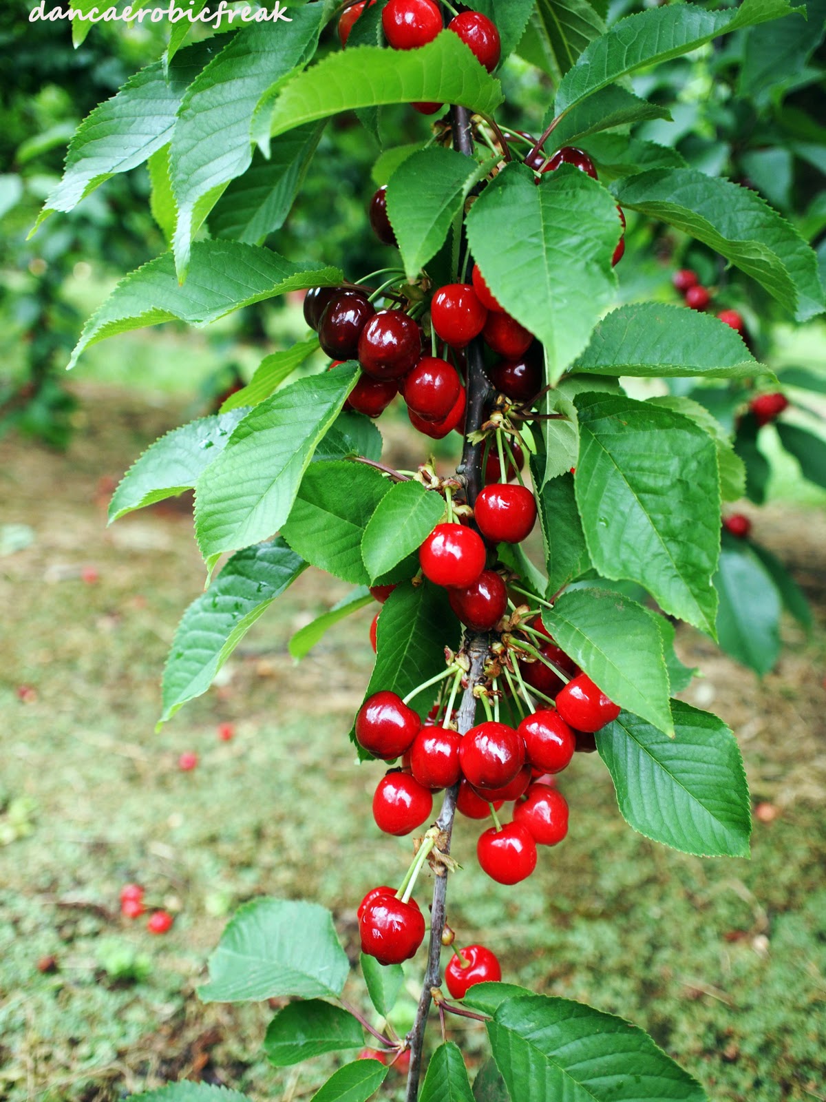 Dance Arobic Freak Cherry Ohhhh Cherry Pick your Own Cherry