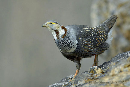 [himalayansnowcock8dm.jpg]
