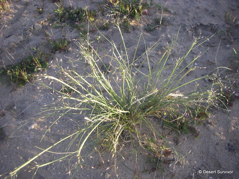 A Plant a Day: Indian Rice Grass-Acnatherum hymenoides