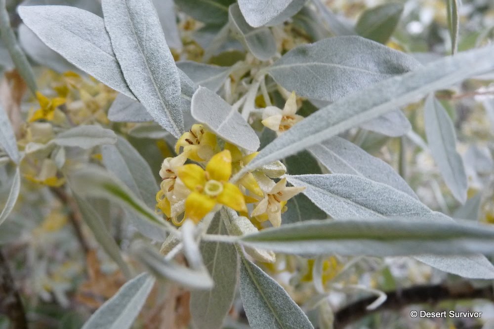A Plant a Day Russian OliveElaegnus angustifolia