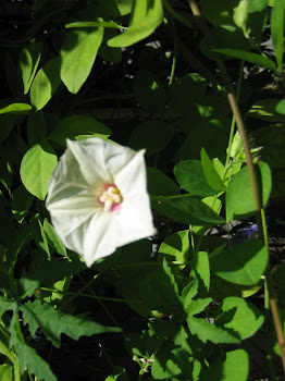 IPOMOEA OR MERREMIA AEGYPTIA?