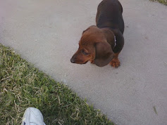this is my deceased Dauschund!!! Molly!!!!