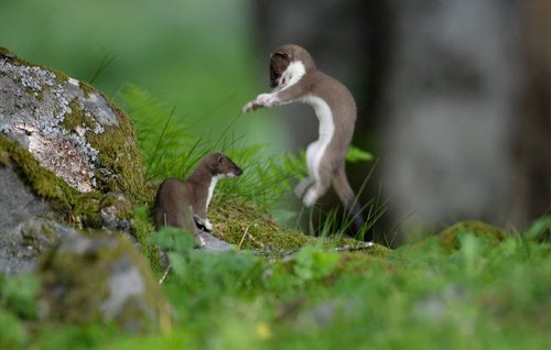 [wildlife-photography.jpg]