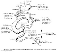 Rabbit Care Guide: Digestive system of rabbits.