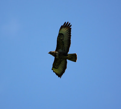 https://3.bp.blogspot.com/_kVgx5uHudvo/SoH9wyWEccI/AAAAAAAAAxA/YtagW2ZH4DQ/s400/buzzard+(Buteo+buteo)9.jpg