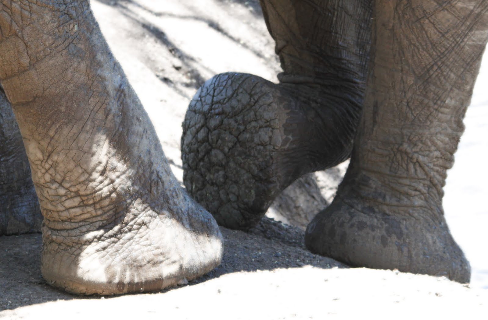 Bush Photography February 2011