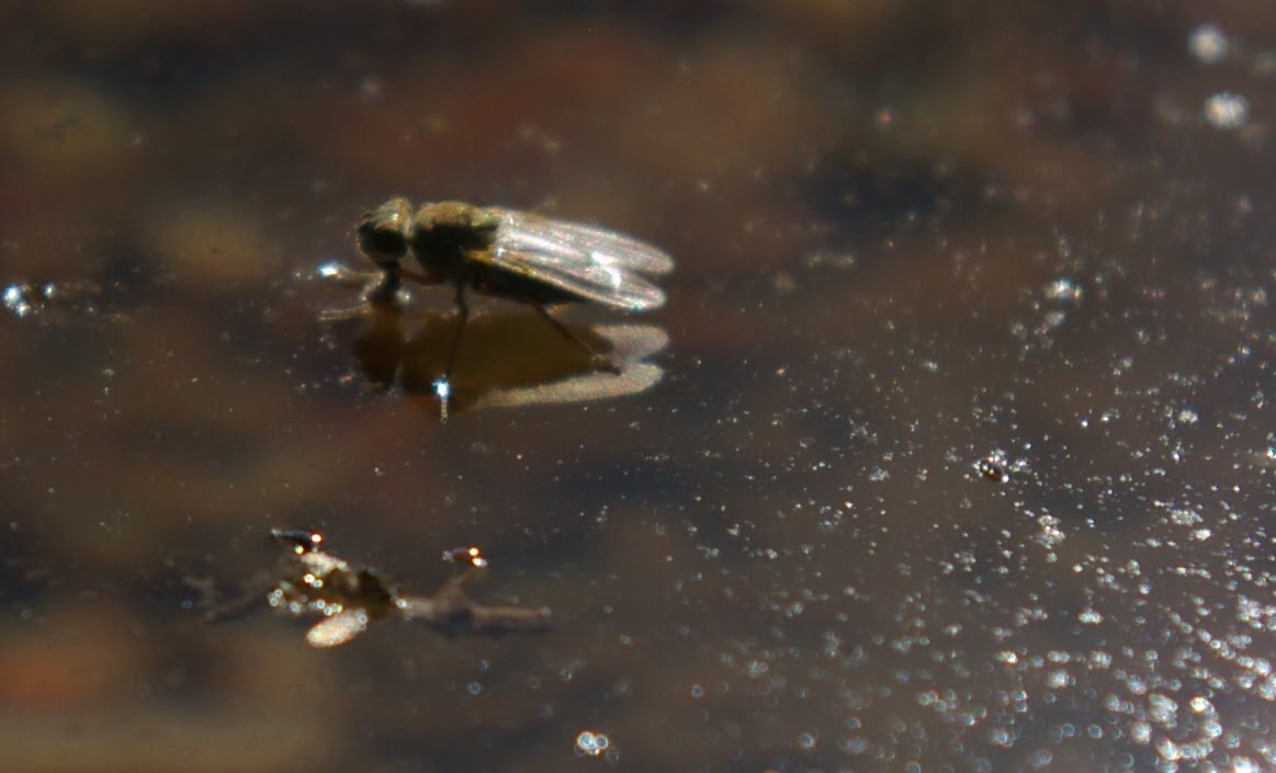 Arizona Gronseth Report: Tiny Flies