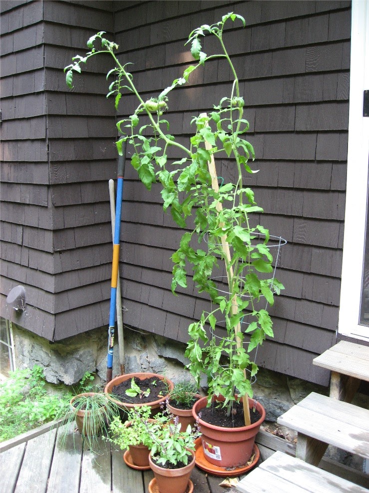 Tomato Plant: Mei 2011