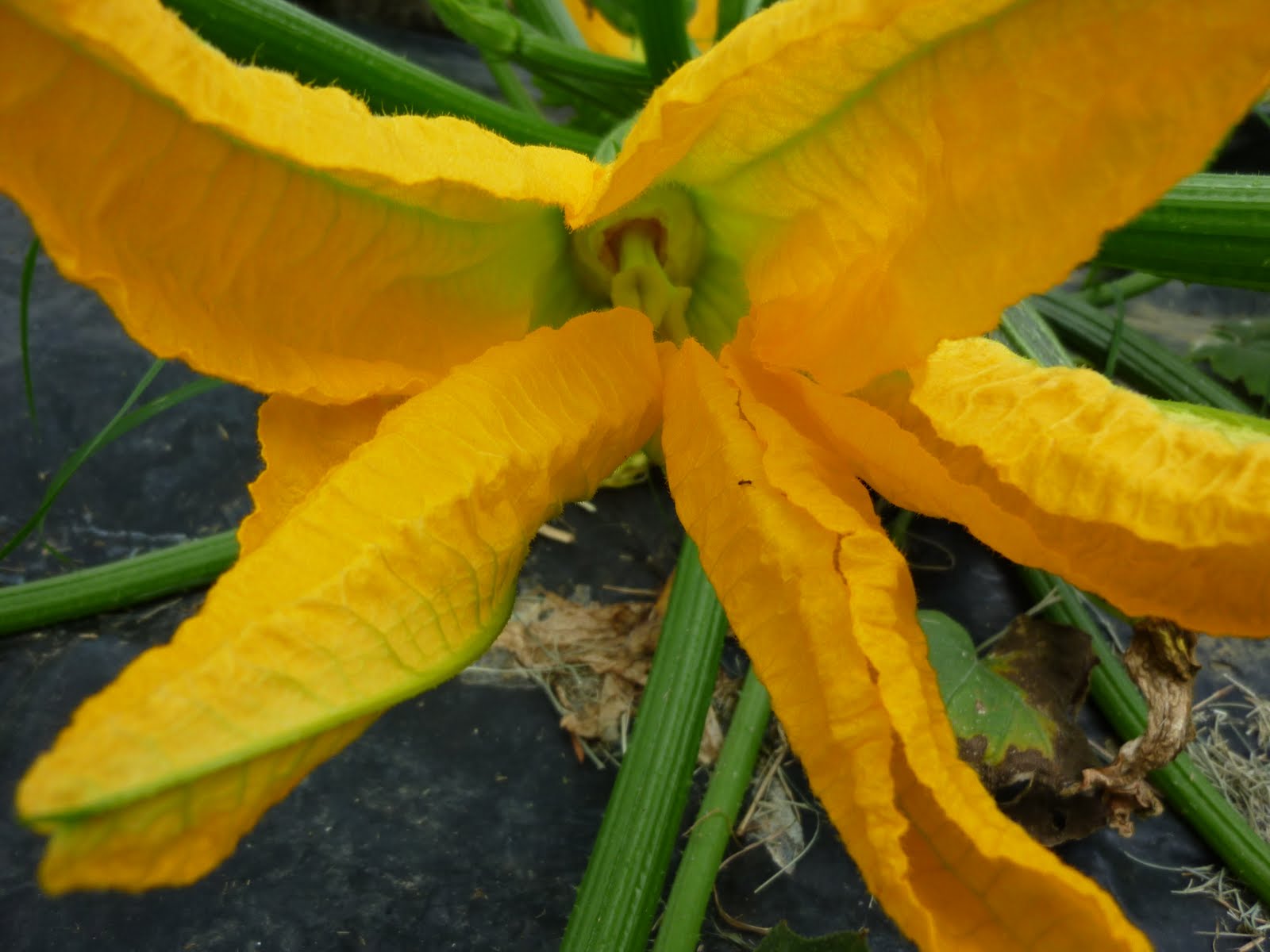 Flavor of Italy Zucchini Flowers