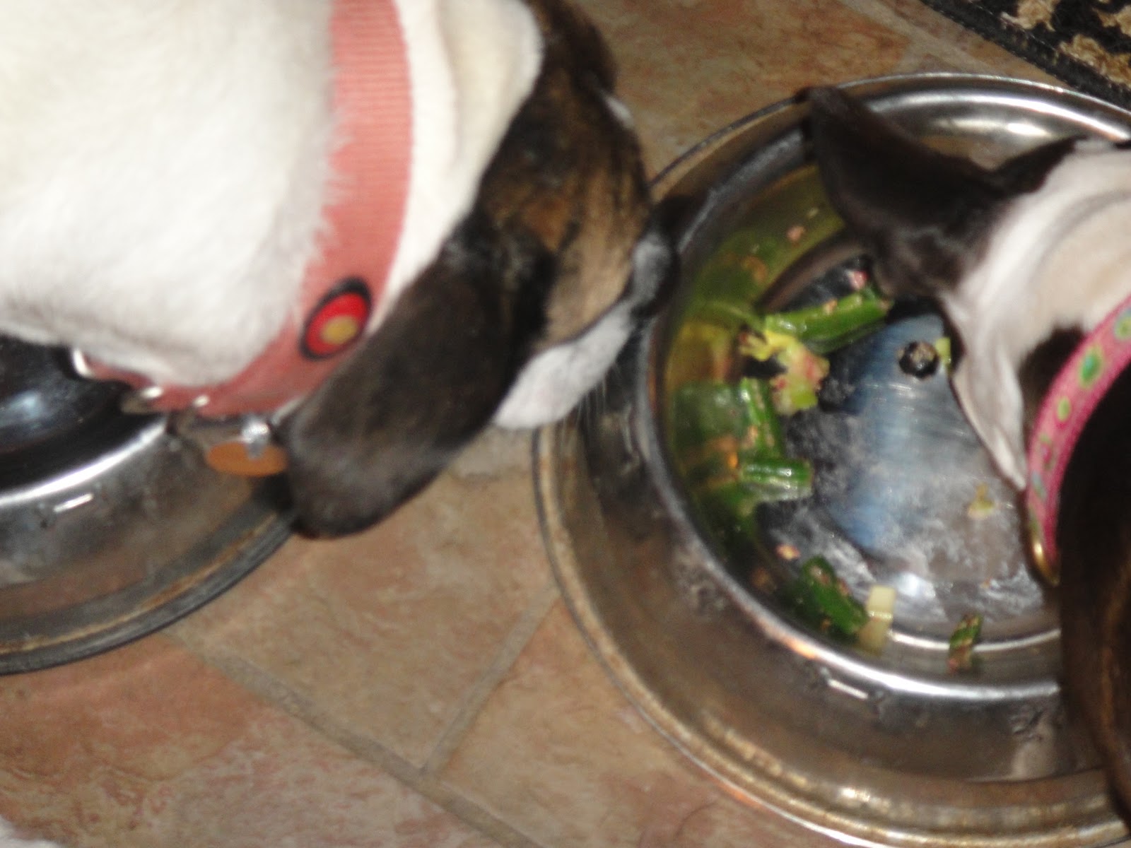 Life On Our Terms: Paleo is great for Dogs too - Diet For Dogs With Ibd And Woody Stool Paleo Diet