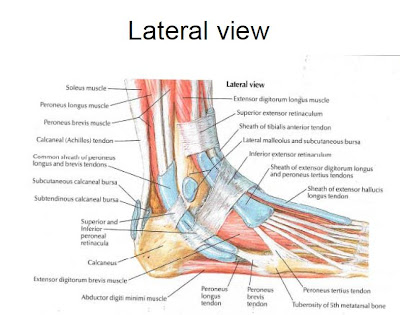 Muscles of the Foot and Ankle | Podiatry