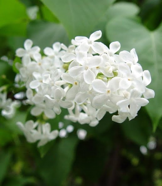 white%2520lilac.jpg