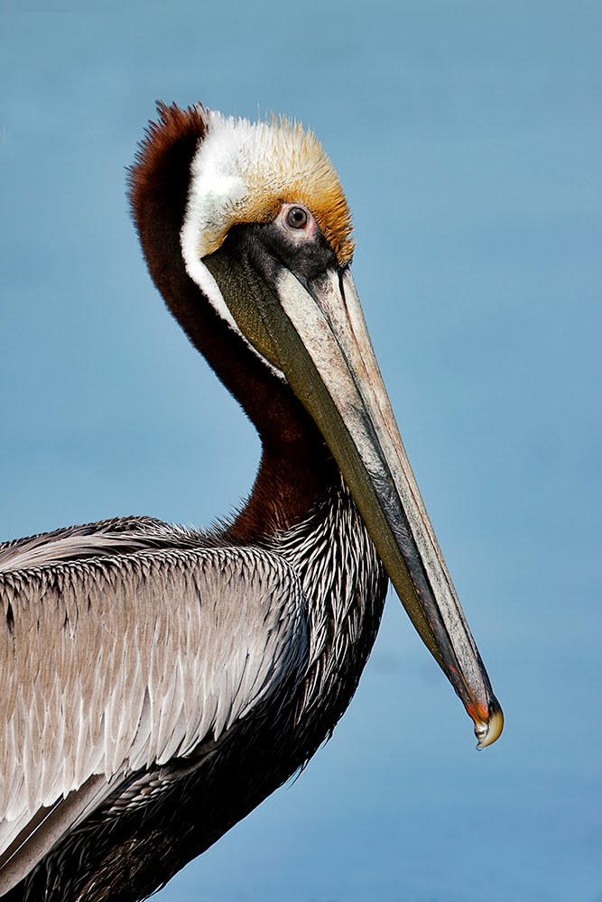 [Pelican+Portrait.jpg]