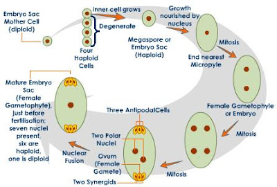 Fleurs: Gamétophyte flower diagram grain 