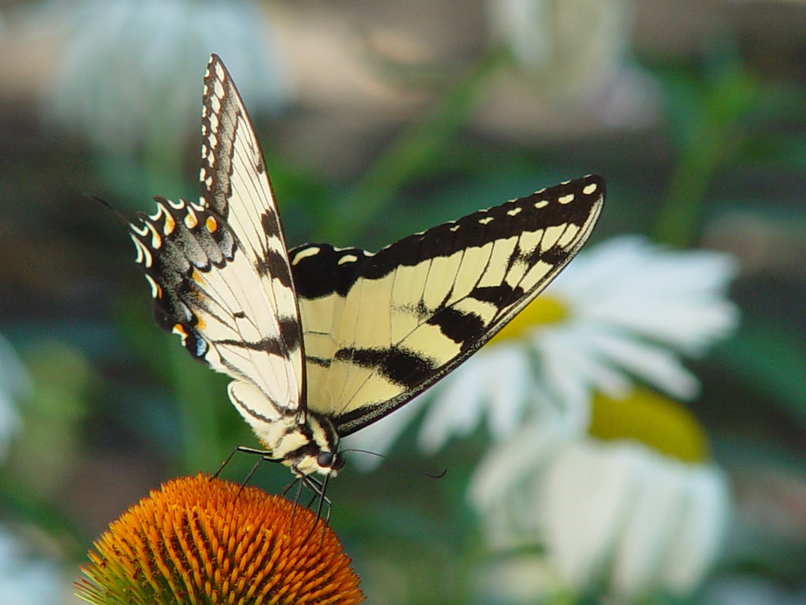 Flipside Wordless WednesdaySunshine came softly through my window today