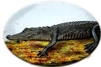 A-animal-Alligator, A for Alligator pictures, A-Z Animals name list with photoes, Animals name in alphabetic order, animals pics, Wild animals, domestic animals pictures, forest living animals pic