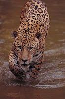 J-animal-Jaguar, j for Jaguar pictures, tiger pics, lion pictures