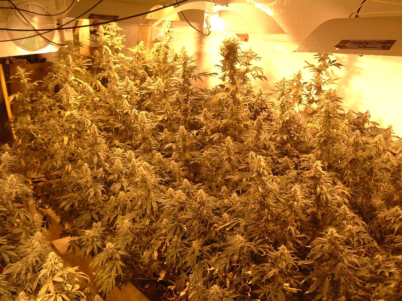 [3+wks+to+harvest,+10+by+4+ft+coco+bed.jpg]
