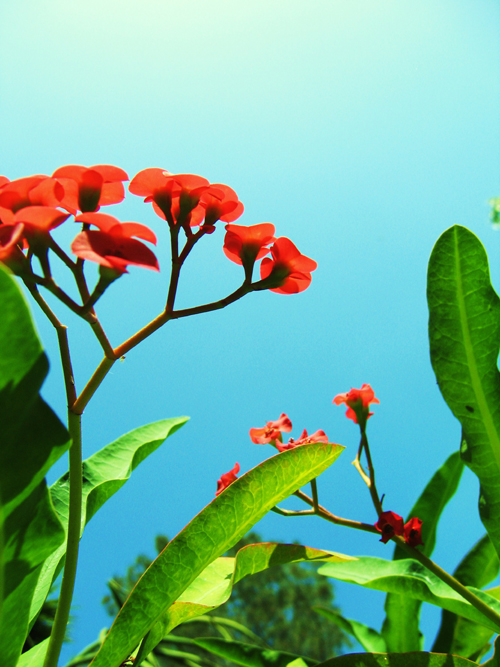 Uzume's Crafty Goodness Photo Post Flowers