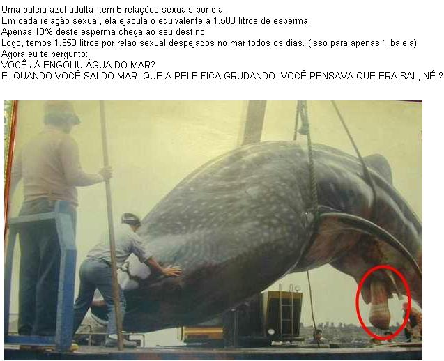 [baleia-729005.jpg]