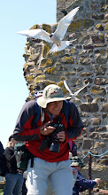 Mobbed by Arctic Terns - The farne Islands