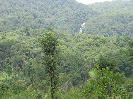 Dense vegetation of Agumbe