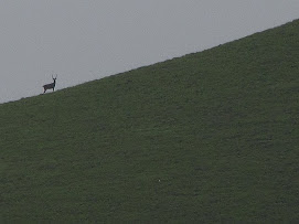 Deer spotted in the peak - 2009