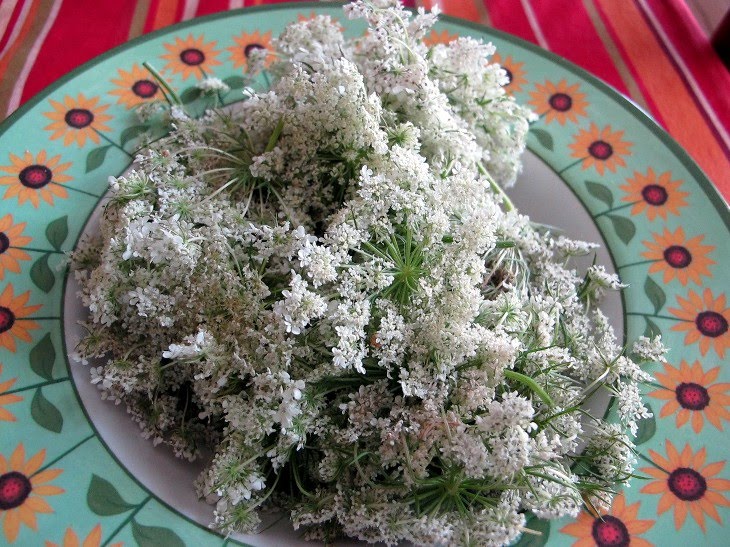Chef Alan's Blog Heirloom Recipe for Queen Anne's Lace Jelly