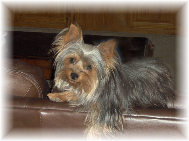 "Darsan's Thunder Buster" AKC/UKC  (Sire)