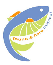 Fauna e Flora tropical