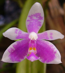 Phalaenopsis Modesta