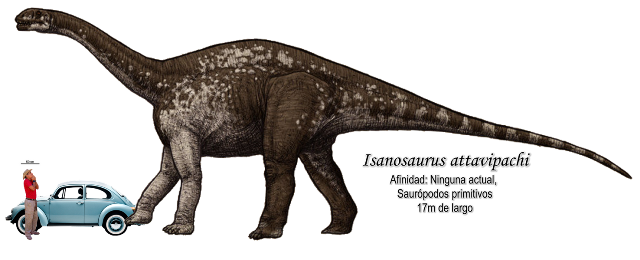 Isanosaurus attavipachi a escala.