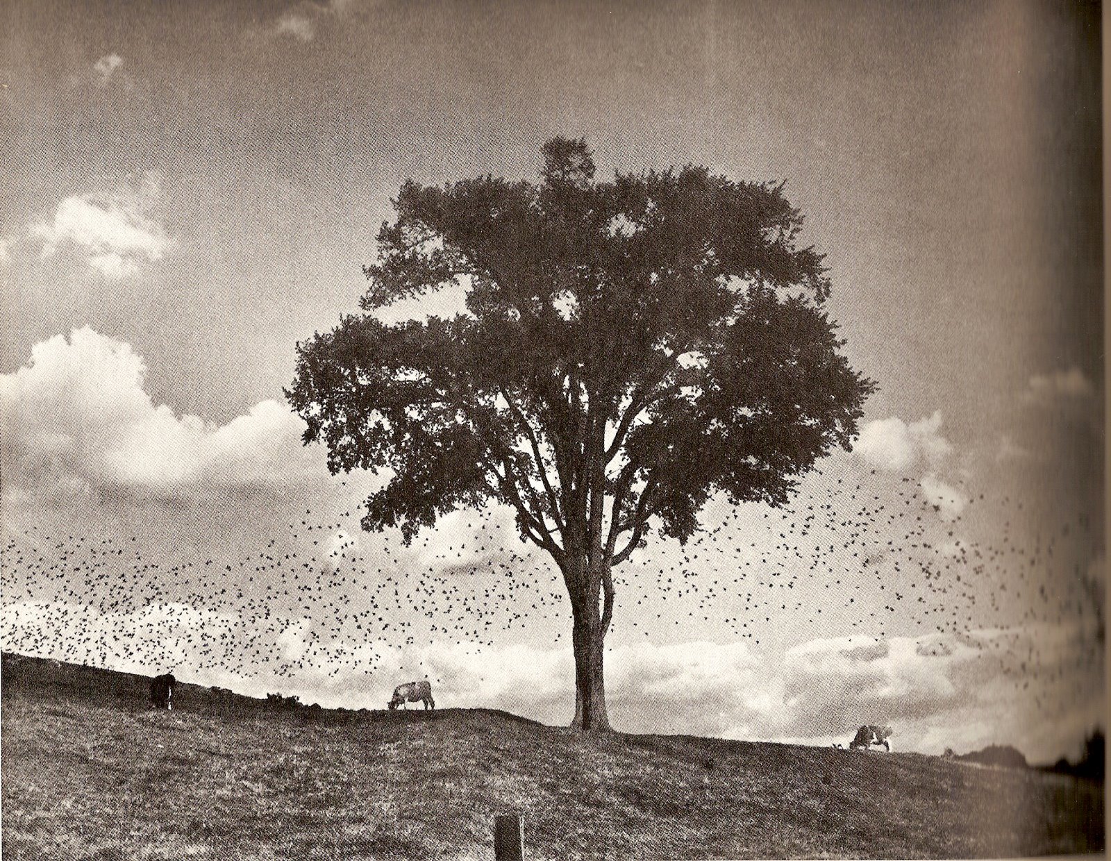 [André+Kertész.jpg]