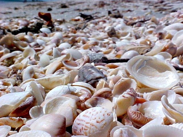 [conchas.jpg]