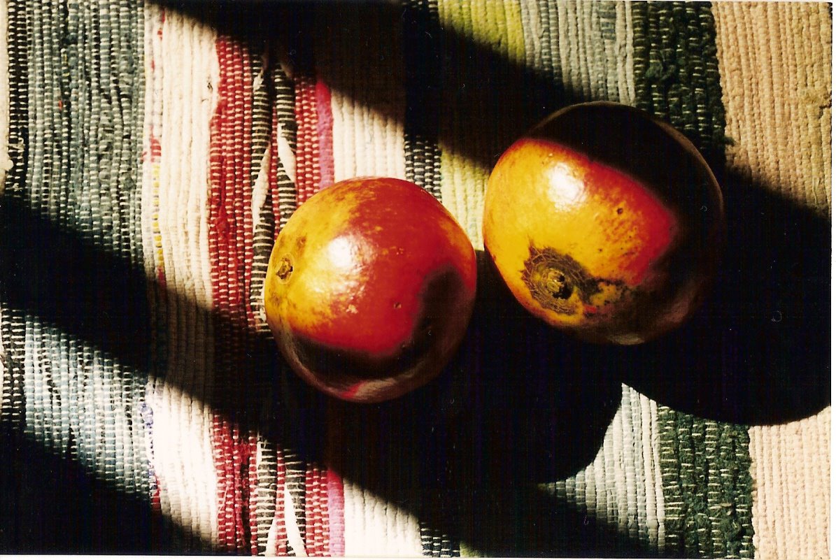 [Manuel+Fazenda+Lourenço.jpg]