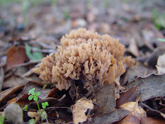 Ramaria flava