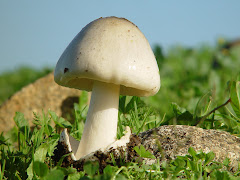 Confusión con Amanita falloide